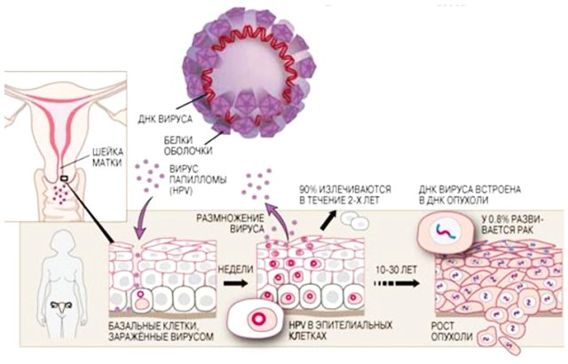 papillomavirus.jpg