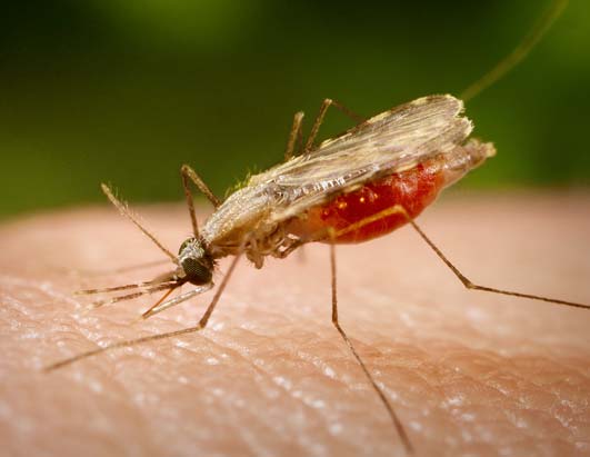 Malaria.jpg